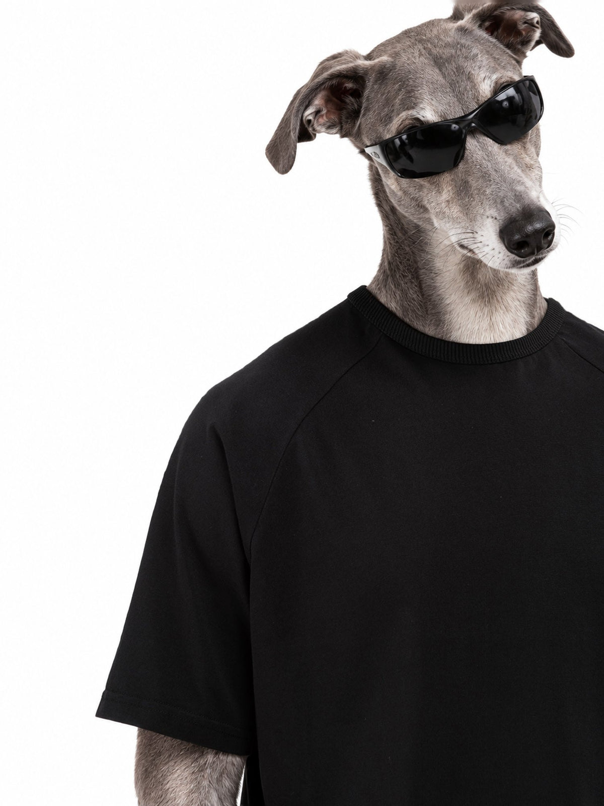 Invented character, greyhound in sunglasses, wearing Infernal Groove T-Shirt
